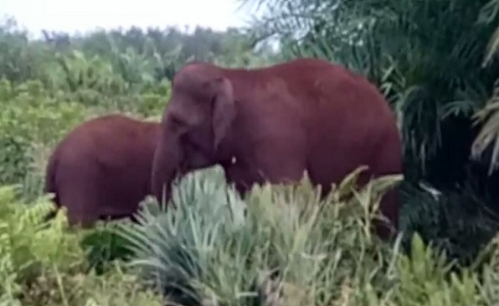 WADUH... Masuk ke Kebun, Dua Ekor Gajah Rusak Tanaman Nanas Petani di Bathin Solapan-Bengkalis