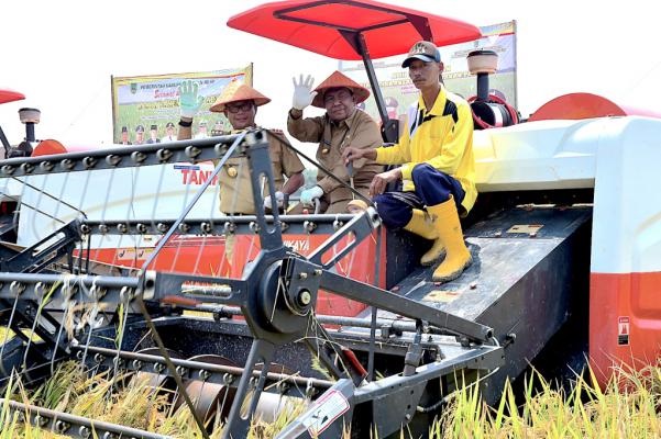 Bupati  Rohil Bersama Plt Gubernur Riau Lakukan Panen  Raya di Rimba Melintang
