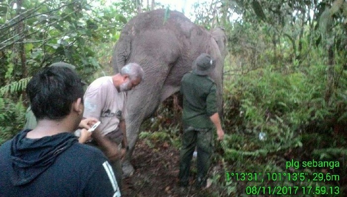 BBKSDA Riau Rawat Gajah yang Alami Luka Kaki di Bengkalis