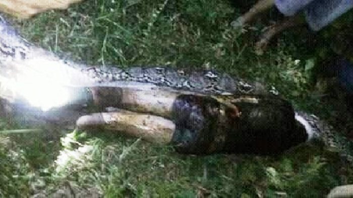 Piton 4 Meter Bisa Makan Manusia?, Ini Penjelasan Ahli Ular