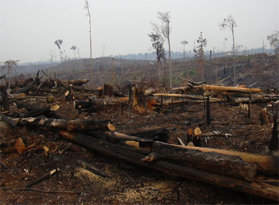 SENGAJA DIBAKAR, Begini Penampakan Pembakaran  100 Hektare Lahan di Tesso Nilo...