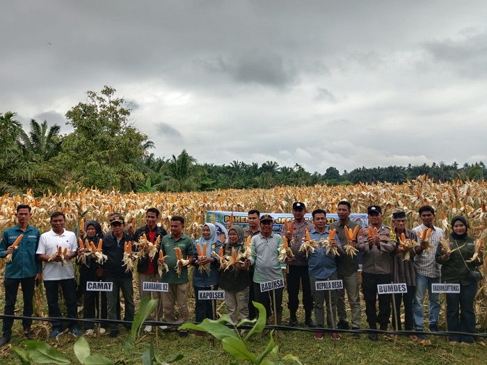 Bumdes Bungaran  Ujung Tanjung Panen Jagung Pipil Dihadiri Lansung Polsek Benai