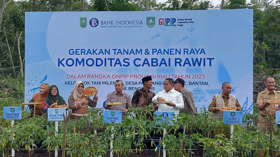 GNPIP di Bengkalis, Gubri dan Kepala BI Riau Tanam dan Panen Cabai Rawit