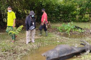 Tunggu Uji Labor, Empat Jalangan Kerbau di Rohul Sudah Isolasi