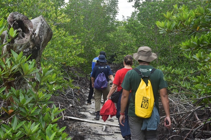 Ada Wisata Kunang-Kunang di Gutan Mangrove Teluk Pambang