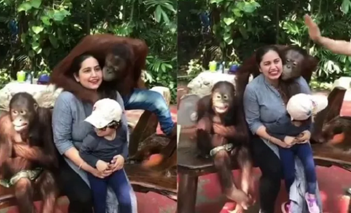 Beruntung, Orangutan Ini 'Sukses' Cium Wanita Cantik Berkali-kali, Aksinya Bikin Gemes