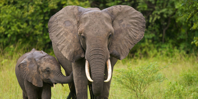 Musimnya Tiba, Gajah Liar Kembali Terlihat di Kantong Balairaja