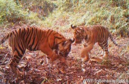 Tepuk Tangan 30 Kali Bisa Selamatkan Harimau Sumatera? Begini Penjelasannya...