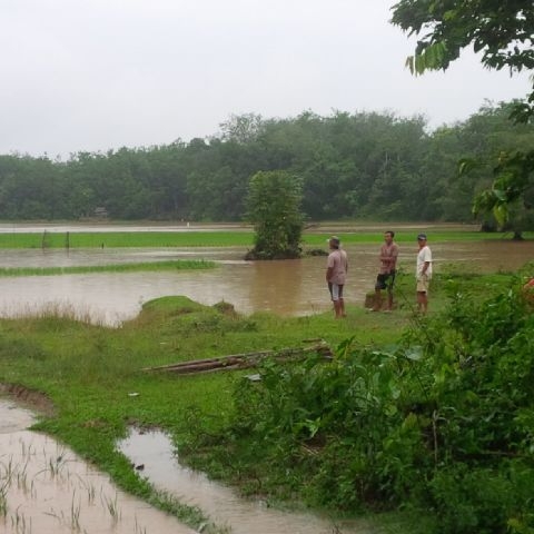 Data Kerugian Petani Akibat Banjir, Distan Kuansing Turunkan Tim