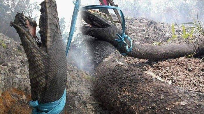 Mirip Anaconda, Ini Penampakan Ular Piton Raksasa Hangus Akibat Kebakaran Hutan