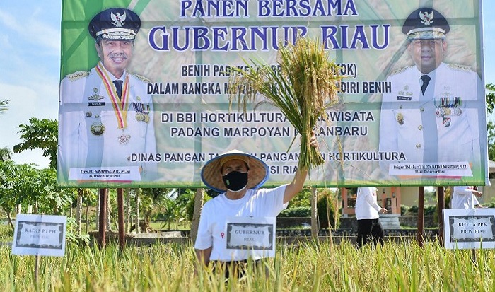 51.050 Hektar Lahan Pertanian di Riau  Mampu Produksi 122.560 Ton Beras