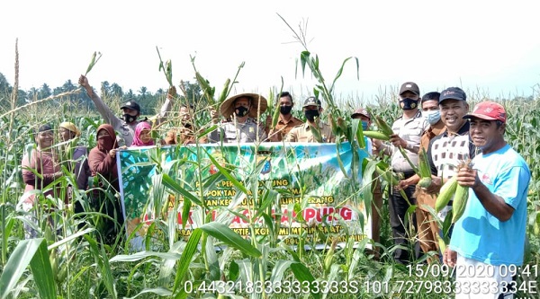Kapolsek dan Camat Kuantan Hilir Panen Jagung Perdana di Lahan Jaga Kampung