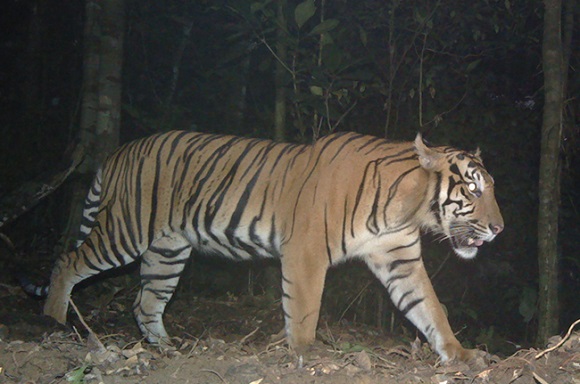 Warga Cemas, Harimau Sumatera Berkeliaran di Kebun Warga Sibiruang Koto Kampar Hulu