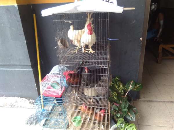 Tertibkan Pedagang di Sejumlah Badan Jalan, Satpol PP Pekanbaru Amankan Ayam hingga Bunga Hias