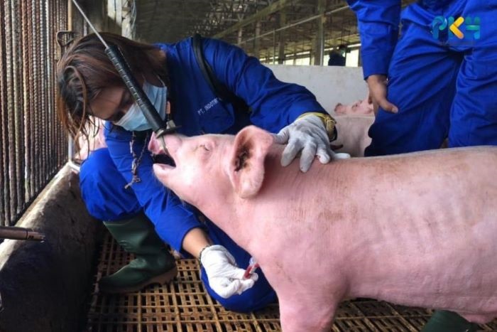 Masyarakat Riau Diimbau Waspada Penyebaran Flu Babi