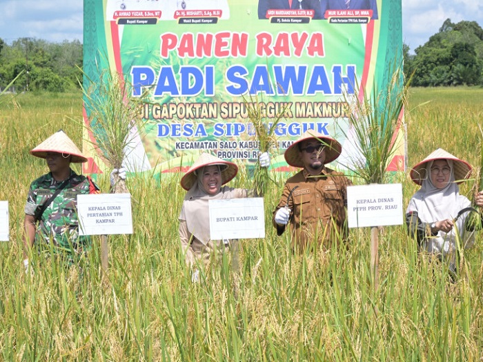 Panen Raya Padi Sawah di Desa Sipungguk Salo