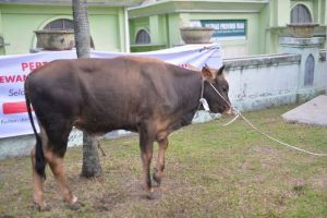 Pemprov Riau Seleksi Sapi Kurban Bantuan Presiden