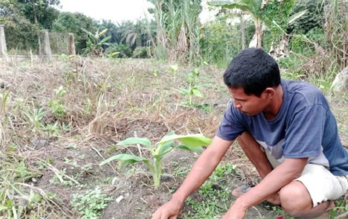 KEREN! RAPP Dampingi Rawang Kao Menjadi Sentra Pisang Barangan secara Berkelanjutan