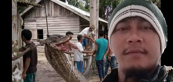 NGERI, Piton Ganas Sepanjang 7 Meter Serang  Sekuriti Sawit di Pematang Reba , Ini Foto-fotonya...
