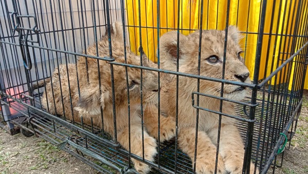 Diangkut Pakai Avanza dari Dumai, Polisi Amankan Singa dan Leopard di Jalan Riau Pekanbaru