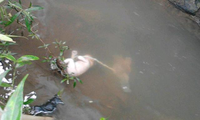 Kejam! Kelaparan  Saat Penerapan Lockdown Covid-19, Ibu Tega Lempar 5 Anaknya ke Sungai