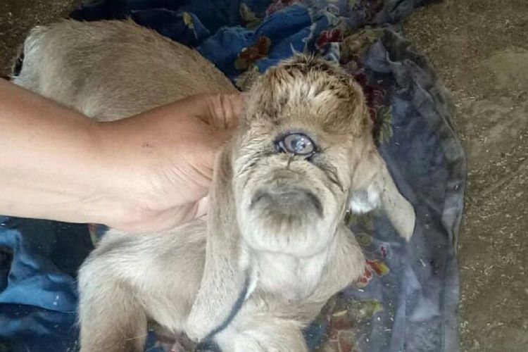 HEBOH...Ada Kambing Lahirnya Anak Bermata Satu, Tanpa Hidung dan Rahang Atas