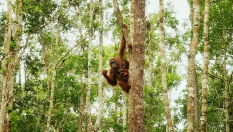 GAWAT...Terancam Punah,  Sudah 2.850 Ekor Orangutan Mati