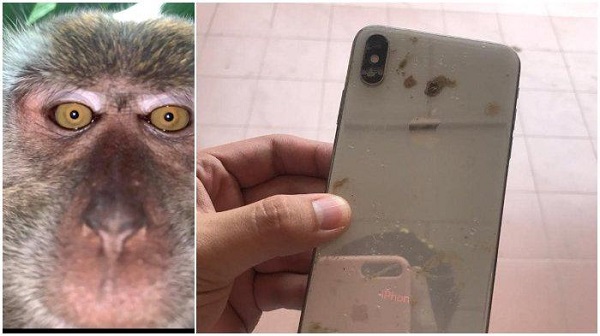 Temukan Ponselnya  yang Hilang Dicuri Monyet, Pria Ini Terkejut Saat Buka Galery Foto