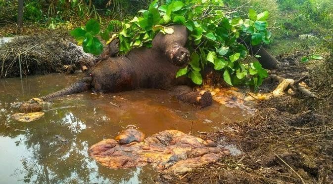 BBKSDA Riau Dalami Penyebab Kematian Gajah di Bengkalis