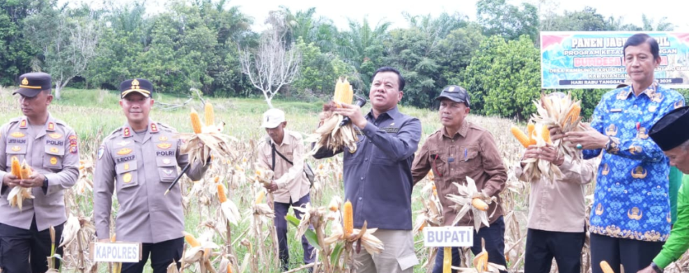 Panen Raya Jagung Pipil di Sentajo Raya, Bupati Kuansing Ajak Masyarakat Wujudkan Ketahanan Pangan Daerah
