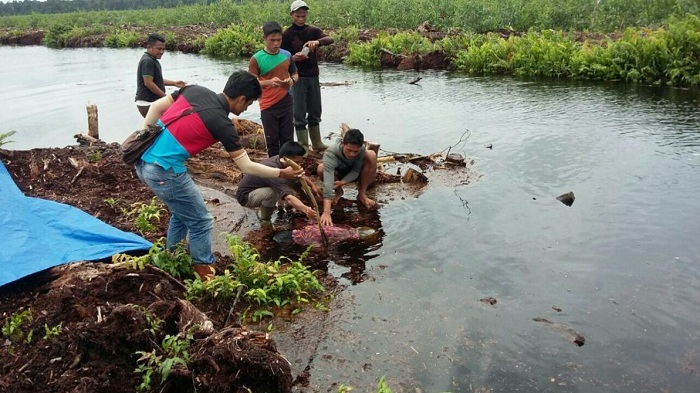Tak Bisa Berenang, Jasad Mangali Waruhu Ditemukan Rekannya Mengapung di Kanal PT SRL Inhil