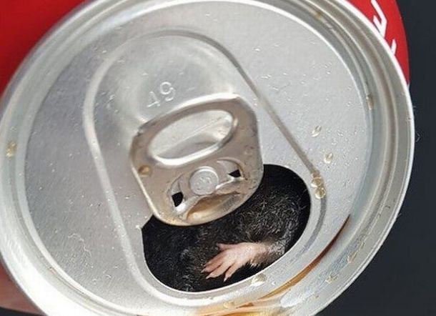 MENJIJIKKAN...Isinya Habis Diminum, Damien Malah Temukan Bangkai Tikus dalam Kaleng Minuman Coca-cola