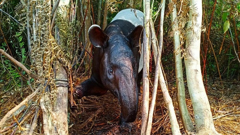 Kasihan! Menghindar dari dari Kebakaran Hutan, Tapir di Riau Ini Malah Terjerat Kawat Baja