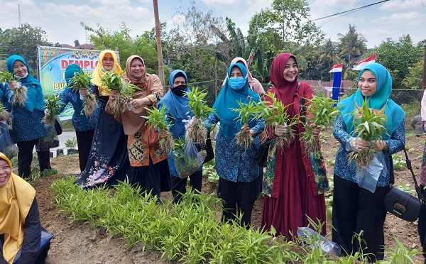 Ikut Panen, Hj Ratna Mainar Harris Senyum Sumringah, Program PKK Diimplementasikan di Lapangan