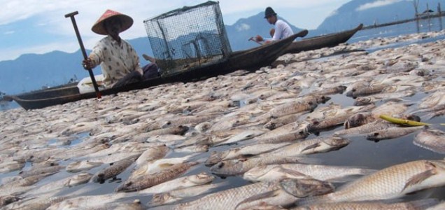 10 Ton Ikan di Danau Maninjau Mati, Diduga Kena Tubo Belerang