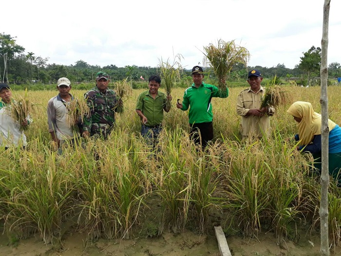 Dibina CD RAPP, Kelompok Tani Danau Topang Berhasil Panen Padi 40 Ton