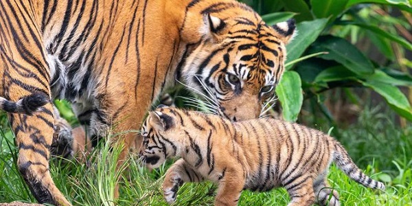 Ada 5 Ekor Harimau di Areal PT Surya Bratasena, BBKSDA: Infonya Hoax