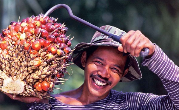 PETANI SAWIT KAYA RAYA!  Harga TBS Tembus RpRp4.183,51 Per Kilogram