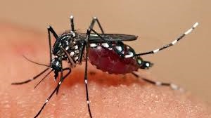 95 Persen Kasus Malaria di Riau Ditemukan di Rohil