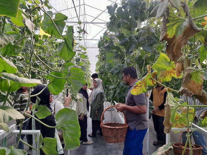 Kebun Melon Premium di Jalan Pesantren Ini Berawal Dari Hobi Bertani