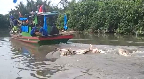 Bangkai Babi Terserang Kolera Dibuang ke Danau Siombak Medan, Penjualan Ikan Turun Drastis