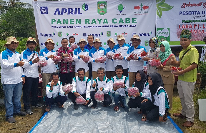Poktan Sungai Apit Bersama RAPP, Panen Raya Cabai 16 Ton 