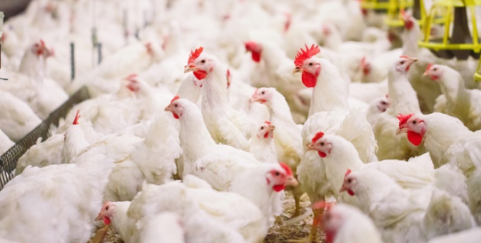 Siap-siap Meradang, Harga Bahan Pokok di Pasar Kembali Melambung, Terutama Ayam dan Telur...