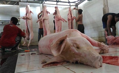 Cegah Flu Babi Afrika, Malaysia Larang Produk Daging Babi dari Indonesia