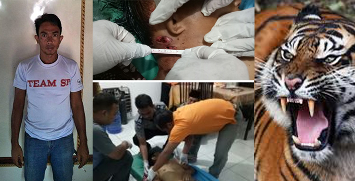 VIRAL...Kematian Yusri karena Diterkam Harimau Sumatera di Inhil-Riau Jadi Sorotan Dunia