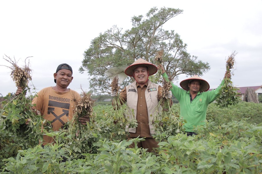 Kepala DKP Panen Cabai Merah dan Kacang Tanah di SiCantig