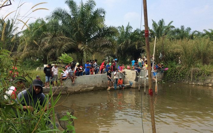 Serunya Warga Sorek KM 2 Saat Manubo Massal, Toman dan Baung Jadi Incaran 