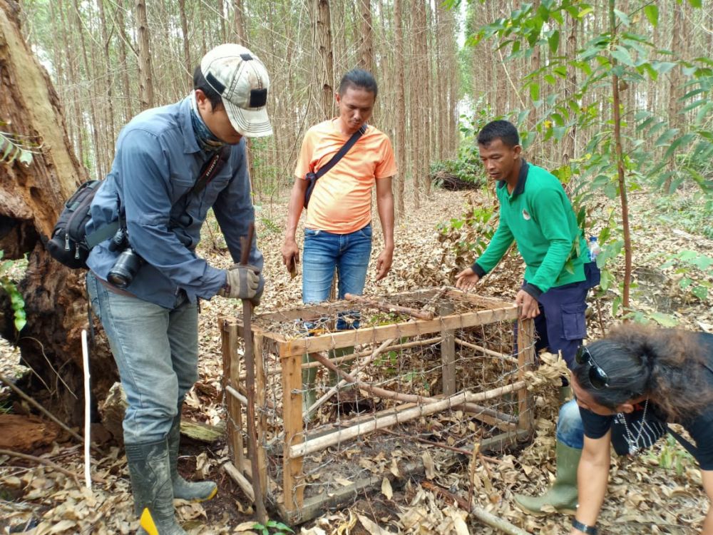 Tim Gabungan Temukan 45 Jerat dan Satu Perangkap Landak di 4 Distrik BKSDA Riau