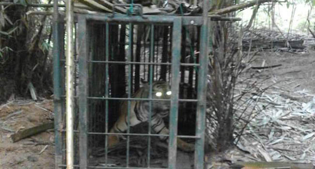 Sempat Terperangkap, Harimau Sumatera di Kuansing Berhasil Bebaskan Diri