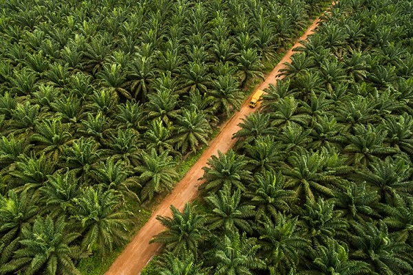Mengapa Perusahaan Malaysia Menguasai Banyak Kebun Sawit di Indonesia? Ternyata ...